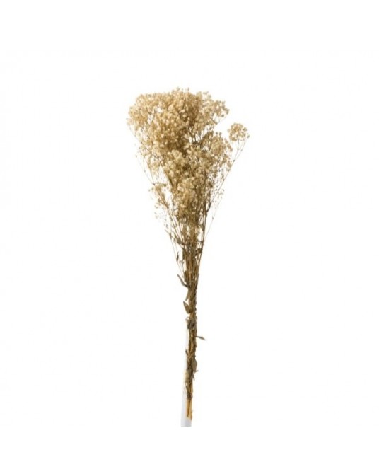 Gypsophila Dry Branch