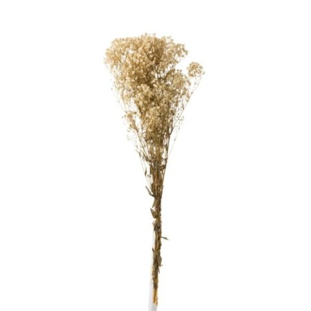 Gypsophila Dry Branch