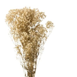 Gypsophila Dry Branch