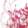 Gypsophila Fuchsia Dry Branch