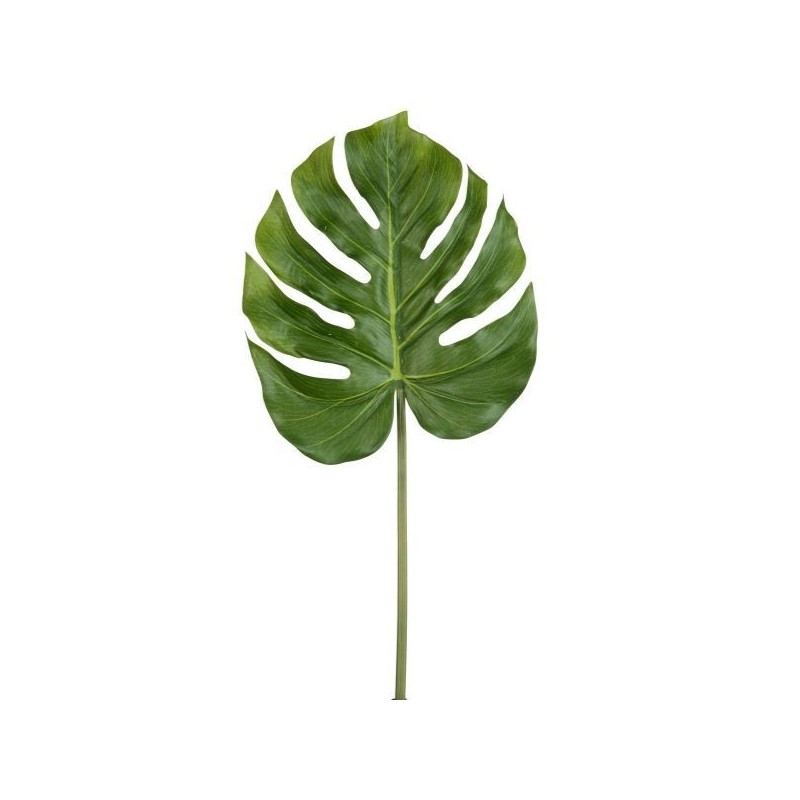 Folha Monstera Verde