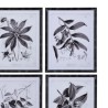 Set 4 Quadros Black Flowers