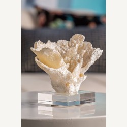 Coral Arrecife Resin