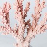Coral Rosa Resina