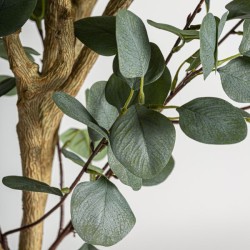 Eucalyptus Plant